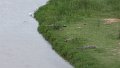 Reiher und Krokodil